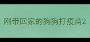 刚带回家的狗狗打疫苗