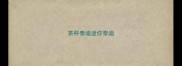 茶杯泰迪迷你泰迪