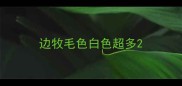 边牧毛色白色超多