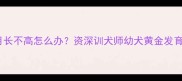 哈士奇6个月长不高怎么办资深训犬师幼犬黄金发育期护理秘籍