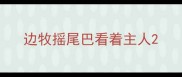 边牧摇尾巴看着主人