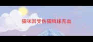 猫咪因受伤猫眼球充血