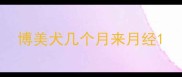 博美犬几个月来月经