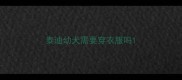 泰迪幼犬需要穿衣服吗