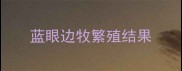 蓝眼边牧繁殖结果