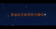 泰迪幼犬能用牵引绳吗