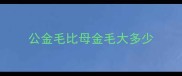 公金毛比母金毛大多少