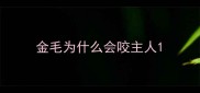 金毛为什么会咬主人