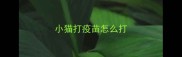 小猫打疫苗怎么打
