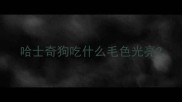 哈士奇狗吃什么毛色光亮