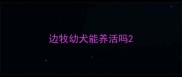 边牧幼犬能养活吗