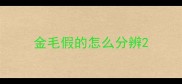 金毛假的怎么分辨