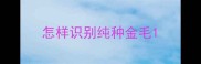 怎样识别纯种金毛
