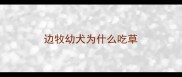 边牧幼犬为什么吃草