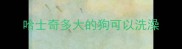 哈士奇多大的狗可以洗澡