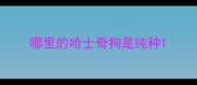 哪里的哈士奇狗是纯种