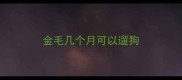 金毛几个月可以遛狗
