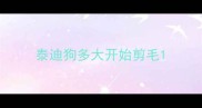 泰迪狗多大开始剪毛