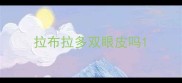 拉布拉多双眼皮吗