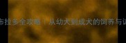 40cm拉布拉多全攻略从幼犬到成犬的饲养与训练指南
