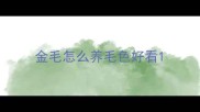 金毛怎么养毛色好看