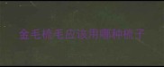 金毛梳毛应该用哪种梳子