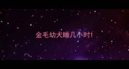 金毛幼犬睡几小时