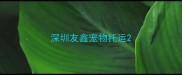深圳友鑫宠物托运