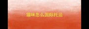 猫咪怎么国际托运