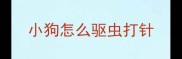 小狗怎么驱虫打针