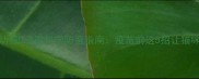 新手必看幼猫0-8周科学防瘟指南疫苗前这5招让猫咪零风险成长