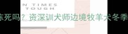 边牧冬天会冻死吗资深训犬师边境牧羊犬冬季生存指南