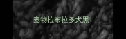 宠物拉布拉多犬黑
