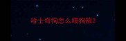 哈士奇狗怎么喂狗粮
