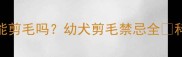 泰迪3个月能剪毛吗幼犬剪毛禁忌全科学护理指南