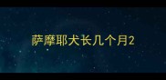 萨摩耶犬长几个月