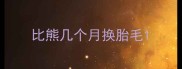 比熊几个月换胎毛