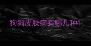 狗狗皮肤病有哪几种