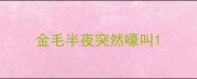 金毛半夜突然嚎叫