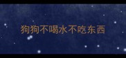 狗狗不喝水不吃东西