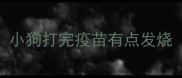 小狗打完疫苗有点发烧