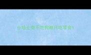 小哈士奇不吃狗粮只吃零食
