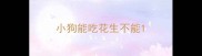 小狗能吃花生不能