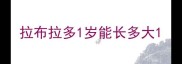 拉布拉多1岁能长多大