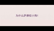 为什么萨摩咬小狗