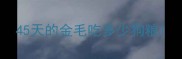 45天的金毛吃多少狗粮