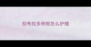 拉布拉多例假怎么护理