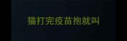 猫打完疫苗抱就叫