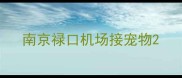 南京禄口机场接宠物