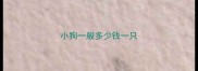 小狗一般多少钱一只